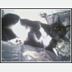 mittens.jpg