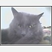 tasha.jpg